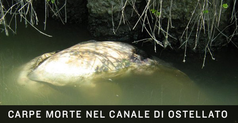 Carpe morte ad Ostellato per virus, batteri o inquinamento. Carpe morte ad Ostellato per virus, batteri o inquinamento.