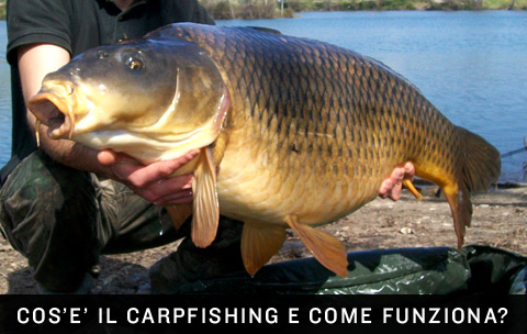 Cos'è il carpfishing e come funziona la pesca alla carpa. Cos'è il carpfishing e come funziona la pesca alla carpa.