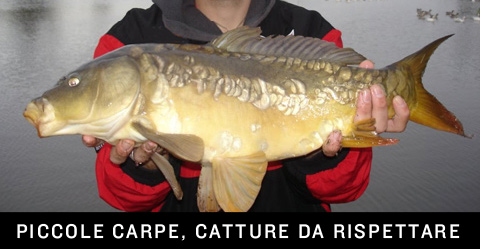 Piccole e grandi carpe, catture da rispettare. Piccole e grandi carpe, catture da rispettare.